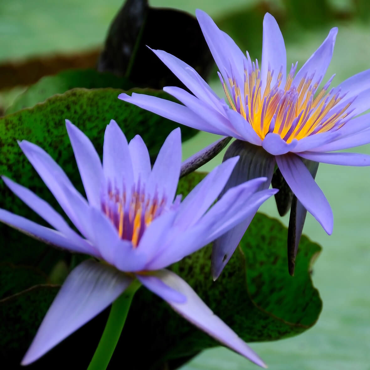Water Lily Extract | INGREDIENTS LIBRARY